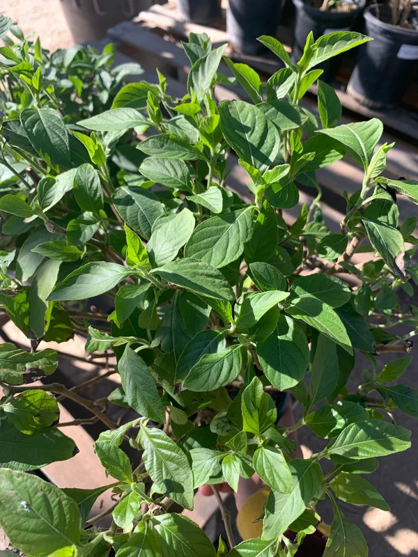 Justicia Spicigera Live Plant – Mexican Honeysuckle – 1 Gallon Pot – 1 Foot Tall - Image 2