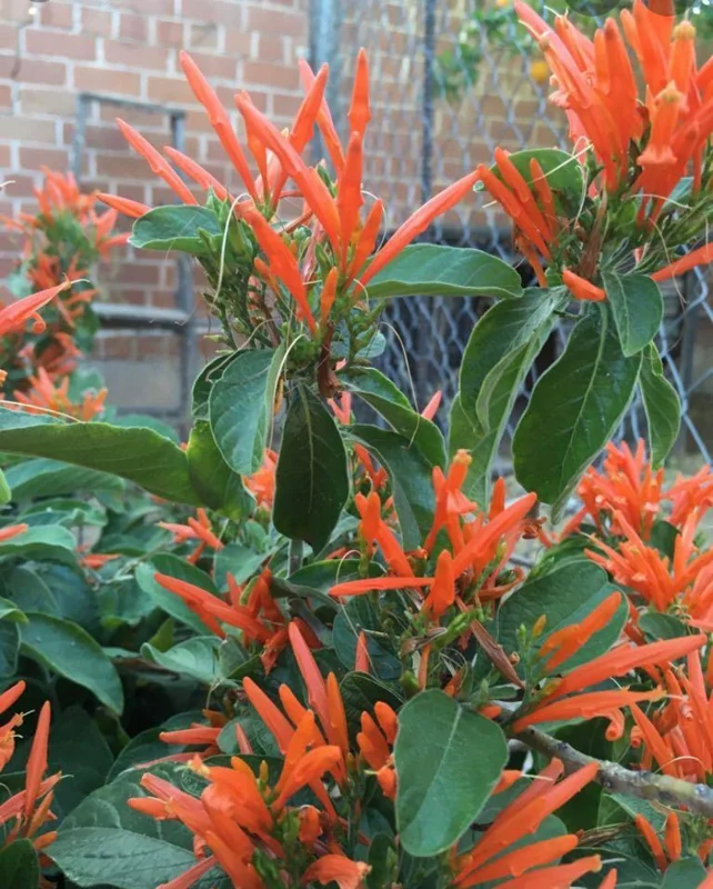 Justicia Spicigera Live Plant – Mexican Honeysuckle – 1 Gallon Pot – 1 Foot Tall - Image 3