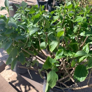 Justicia Spicigera Live Plant – Mexican Honeysuckle – 1 Gallon Pot – 1 Foot Tall - Image 1
