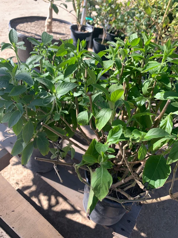 Justicia Spicigera Live Plant – Mexican Honeysuckle – 1 Gallon Pot – 1 Foot Tall - Image 1