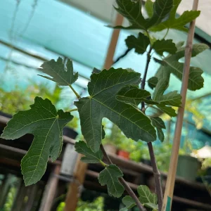 Kadota Fig Live Plant – 1 ft Tall – Sweet Fruit Tree – Outdoor 6 inch Pot - Image 2