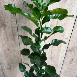 Kaffir Lime Tree - Citrus Hystrix Makrut Live Plant – 1/2 Gallon Pot - Image 2