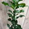 Kaffir Lime Tree Live Plant - Citrus hystrix Makrut, Fragrant Thai Lime, 1/2 Gal Pot - Image 1