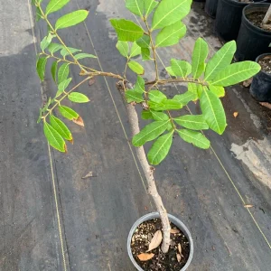 Kahola Longan Tree - 3 Feet Tall Airlayered Live Plant - Ships in 3 Gallon Pot - Fruit Tree - Image 2