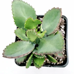 Kalanchoe daigremontiana 'Mother of Thousands' Live Succulent Plant - Image 10