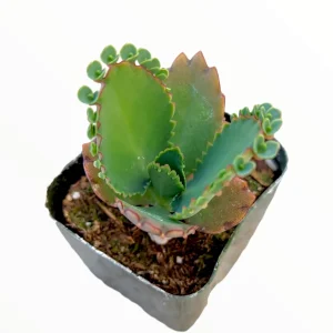 Kalanchoe daigremontiana 'Mother of Thousands' Live Succulent Plant - Image 4
