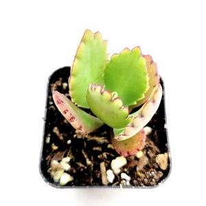 Kalanchoe daigremontiana 'Mother of Thousands' Live Succulent Plant - Image 5
