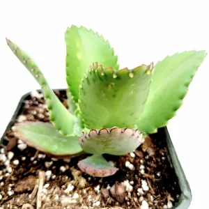 Kalanchoe daigremontiana 'Mother of Thousands' Live Succulent Plant - Image 7
