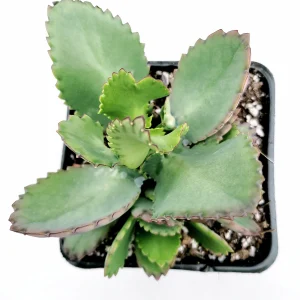 Kalanchoe daigremontiana 'Mother of Thousands' Succulent Live Plant - Image 10