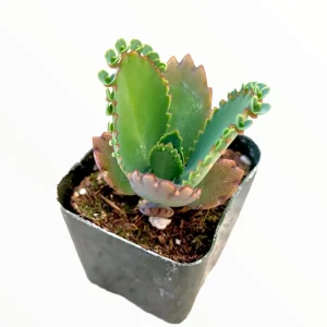 Kalanchoe daigremontiana 'Mother of Thousands' Succulent Live Plant - Image 3