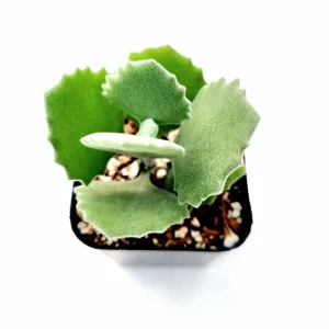 Kalanchoe millotii Millot Kalanchoe Live Succulent Plant - Drought Tolerant - Image 5