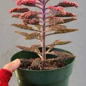Kalanchoe Pink Butterflies Seeds - Mother of Thousands Rare Succulent - 15+ Seeds - Image 3