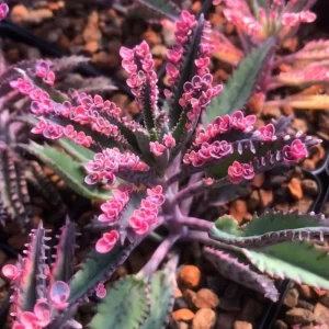 Kalanchoe Pink Butterfly Live Plant – Variegated Succulent – 2 Inch Pot - Image 2