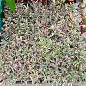 Kalanchoe Pink Butterfly Live Plant – Variegated Succulent – 2 Inch Pot - Image 4