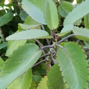 Kalanchoe Pinnata Live Plant – 4 Inch Pot – Succulent Starter Plant – Indoor/Outdoor - Image 3