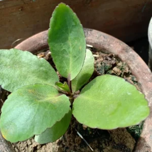 Kalanchoe Pinnata Live Plant – 4 Inch Pot – Succulent Starter Plant – Indoor/Outdoor - Image 4