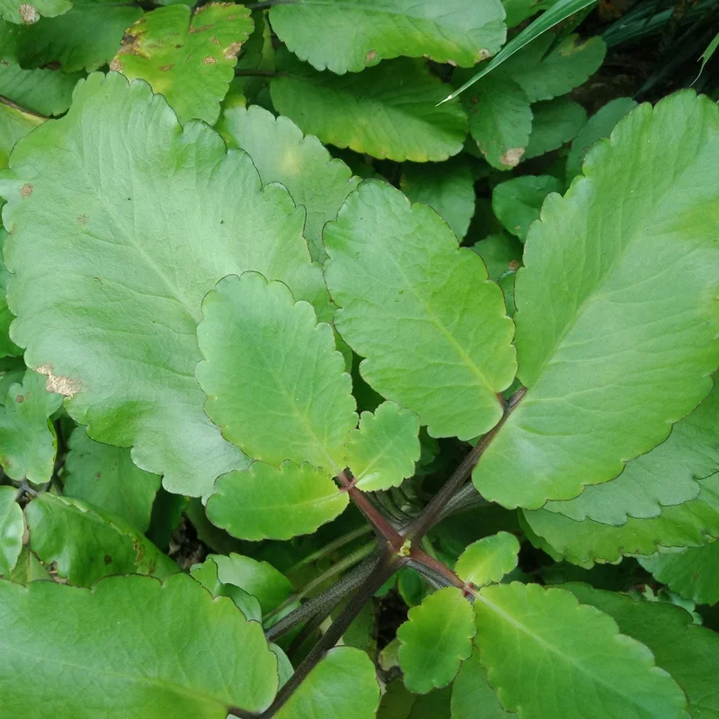 Kalanchoe Pinnata Live Plant – Succulent Starter – 4 Inch Pot – Indoor/Outdoor - Image 2