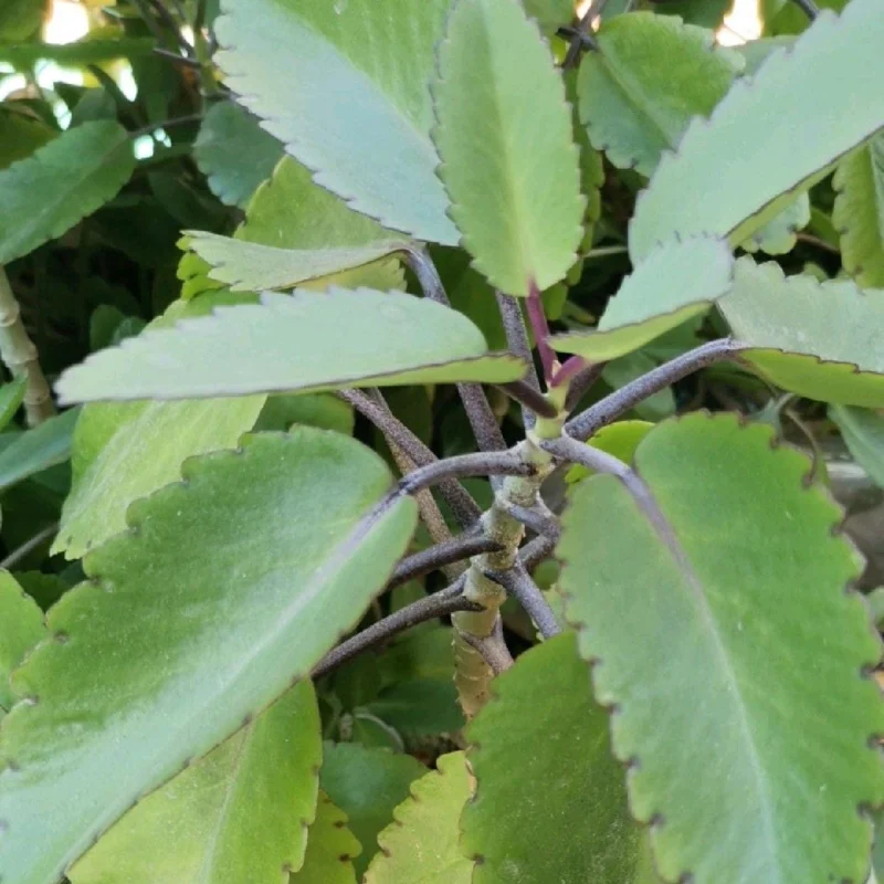 Kalanchoe Pinnata Live Plant – Succulent Starter – 4 Inch Pot – Indoor/Outdoor - Image 3