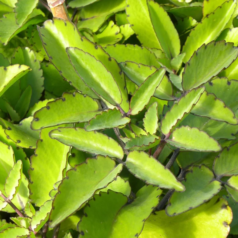 Kalanchoe Pinnata Live Plant – Succulent Starter – 4 Inch Pot – Indoor/Outdoor - Image 6