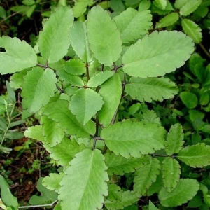 Kalanchoe Pinnata Live Plant – Succulent Starter – 4 Inch Pot – Indoor/Outdoor - Image 1