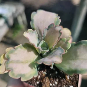 Kalanchoe Stained Glass Live Plant - 2" Pot Succulent Houseplant Indoor - Image 2