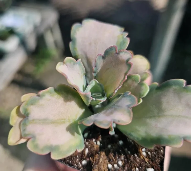 Kalanchoe Stained Glass Live Plant - 2" Pot Succulent Houseplant Indoor - Image 2