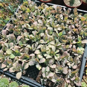 Kalanchoe Stained Glass Live Plant - 2