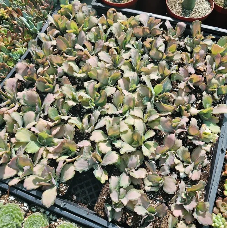 Kalanchoe Stained Glass Live Plant - 2" Pot Succulent Houseplant Indoor - Image 3