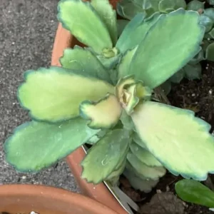 Kalanchoe Stained Glass Live Plant - 4" Pot Starter - Colorful Mosaic Succulent Houseplant - Image 2