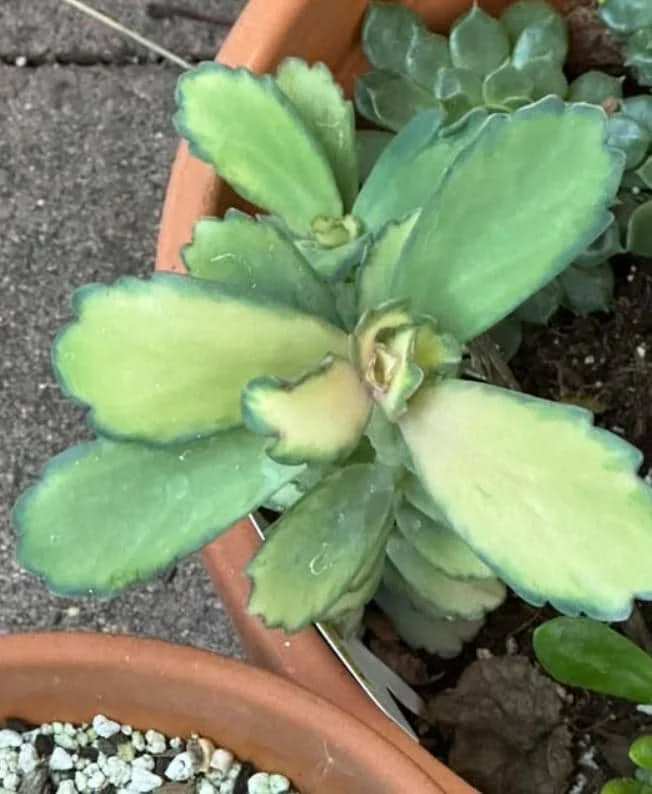 Kalanchoe Stained Glass Live Plant - 4" Pot Starter - Colorful Mosaic Succulent Houseplant - Image 2