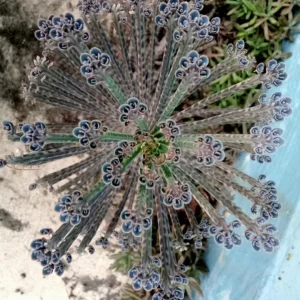 Kalanchoe Tubiflora Mother of Millions Live Plant - 2 inch Pot Starter Succulent Houseplant - Image 2