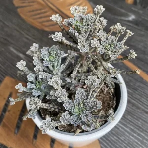 Kalanchoe Tubiflora Mother of Millions Live Plant - 2 inch Pot Starter Succulent Houseplant - Image 3