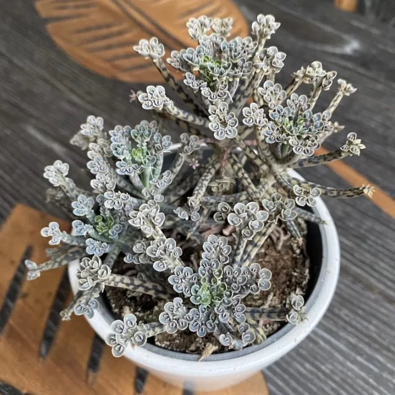 Kalanchoe Tubiflora Mother of Millions Live Plant - 2 inch Pot Starter Succulent Houseplant - Image 3