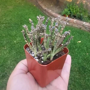 Kalanchoe Tubiflora Mother of Millions Live Plant - 2 inch Pot Starter Succulent Houseplant - Image 4