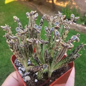 Kalanchoe Tubiflora Mother of Millions Live Plant - 2 inch Pot Starter Succulent Houseplant - Image 5