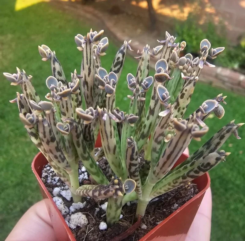 Kalanchoe Tubiflora Mother of Millions Live Plant - 2 inch Pot Starter Succulent Houseplant - Image 5