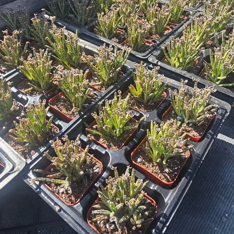 Kalanchoe Tubiflora Mother of Millions Live Plant - 2 inch Pot Starter Succulent Houseplant - Image 6