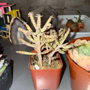 Kalanchoe Tubiflora Mother of Millions Live Plant - 2 inch Pot Starter Succulent Houseplant - Image 7