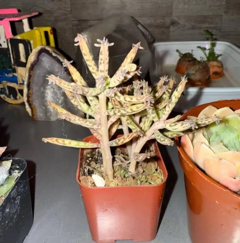 Kalanchoe Tubiflora Mother of Millions Live Plant - 2 inch Pot Starter Succulent Houseplant - Image 7