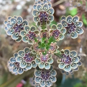 Kalanchoe Tubiflora Mother of Millions Live Plant - 2 inch Pot Starter Succulent Houseplant - Image 1
