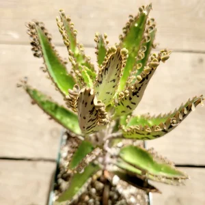 Kalanchoe Tubiflora 'Mother of Millions' Succulent Live Plant - Image 3
