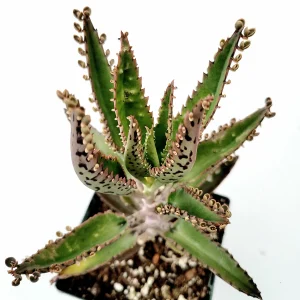 Kalanchoe Tubiflora 'Mother of Millions' Succulent Live Plant - Image 1