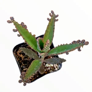 Kalanchoe Tubiflora 'Mother of Millions' Succulent Live Plant - Image 8