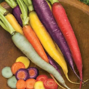 Kaleidoscope Blend Carrot Seeds - Non-GMO Vegetable Seeds for Gardeners - Image 3