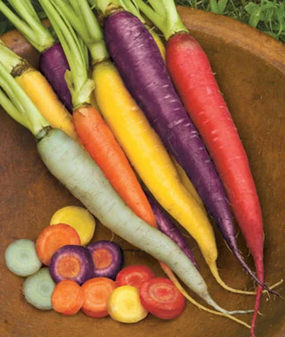 Kaleidoscope Blend Carrot Seeds - Non-GMO Vegetable Seeds for Gardeners - Image 3
