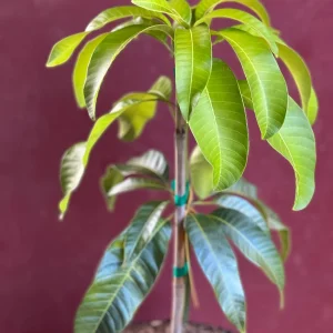 Karen Michelle Mango Live Plant – Grafted, 3 Gallon Pot, Fruit Tree - Image 3