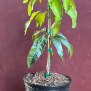 Karen Michelle Mango Live Plant – Grafted, 3 Gallon Pot, Fruit Tree - Image 5