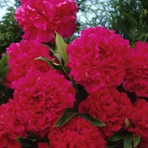 Karl Rosenfield Peony Bare Root - 2-3 Eye, Double Red Blooms, Outdoor - Image 2