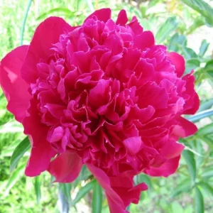 Karl Rosenfield Peony Bare Root - 2-3 Eye, Double Red Blooms, Outdoor - Image 3