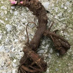 Karl Rosenfield Peony Bare Root - 2-3 Eye, Double Red Blooms, Outdoor - Image 4